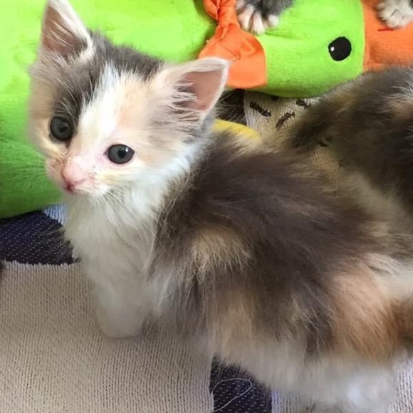 Meet your Posher, Lara - Picture 11 of 15